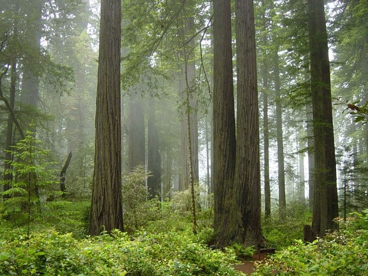 Parque Nacional Redwood