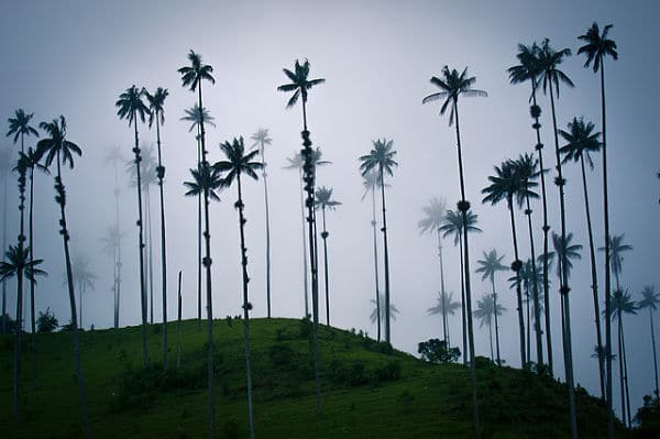 Un valle de palmeras gigantes