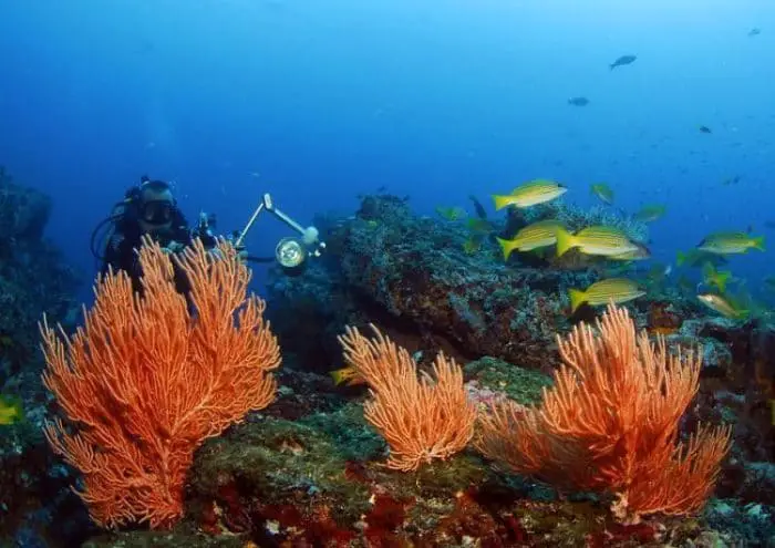 Colorido fondo de corales de Isla del Caño, Costa Rica