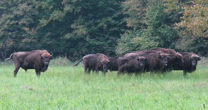 Bisonte Europeo en el Bosque Bialowieza