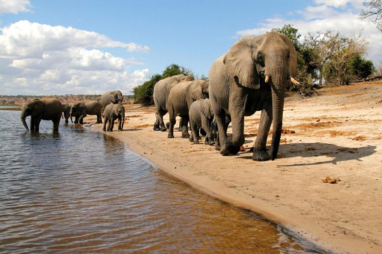 Safaris-en-África