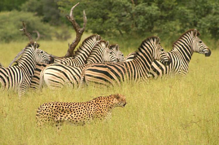 Safaris en África