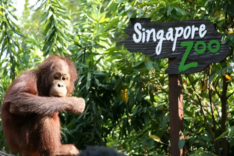 Zoológico de Singapur