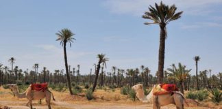 palmera de marrakech