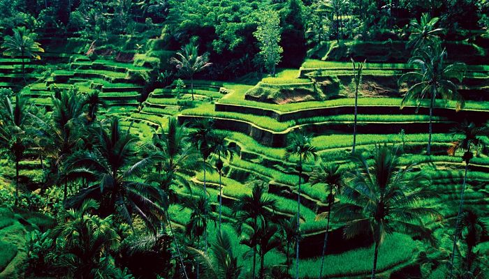 Ubud y sus arrozales (Bali)