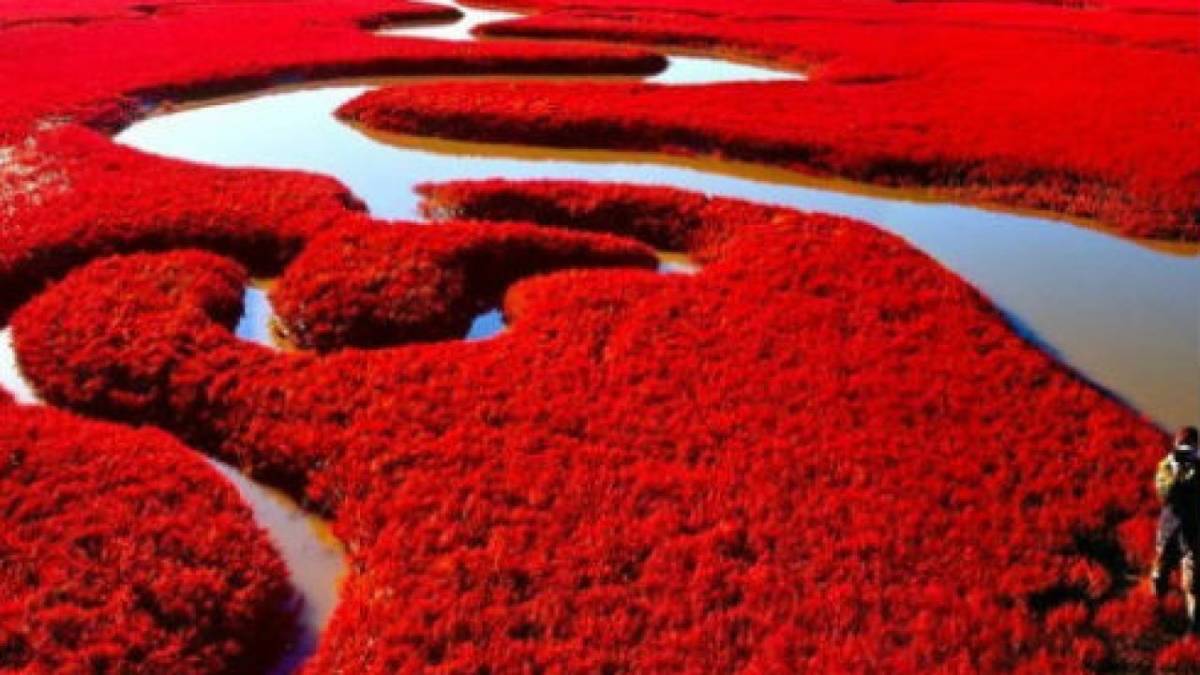 Playa roja de Panjin